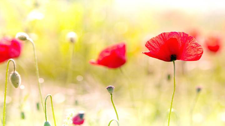 Red Poppy Flowers Closeup